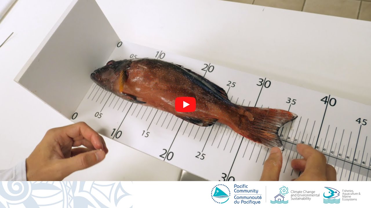 Échantillonnage biologique de poissons récifaux : Préparation à la dissection