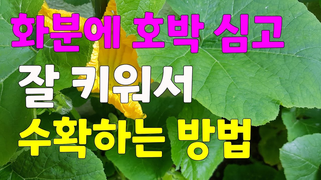 화분에 호박을 심고 잘키우고 수확하기.  👉꼭 키워 보세요