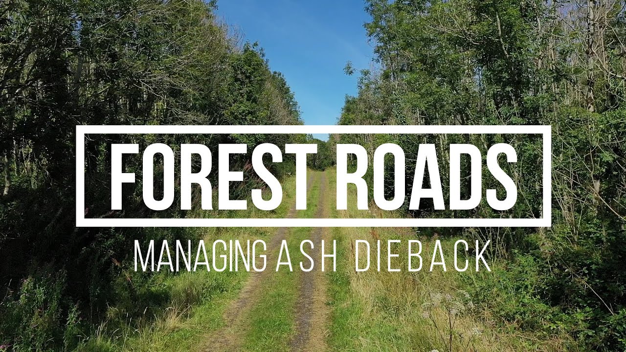 Managing ash dieback &ndash; forest roads