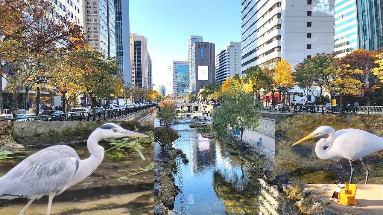 청계천 만추 외국인들 보는데 왜가리는 백로에게 갑질 중 Cheonggyecheon in Late Autumn