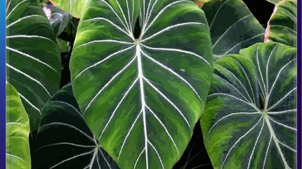Science - Adaptations in Plants towards environment - CBSE Class 4 Science (IV)