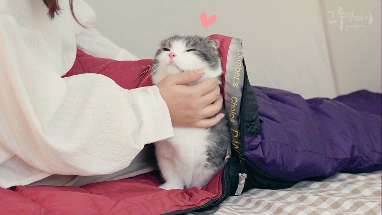 침낭을 처음 본 고양이의 귀여운 반응