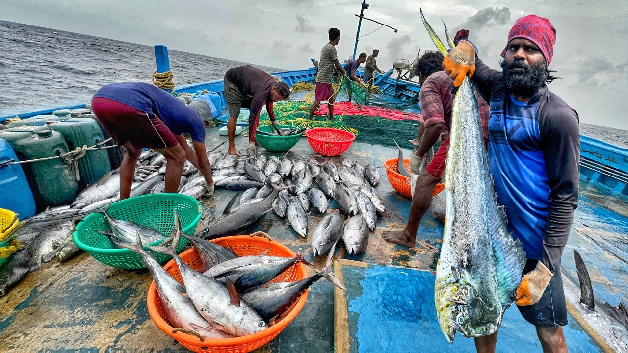 Amazing!! The Twelfth Day We Stayed In The Deep Sea And Caught A Lot Of Tuna Fishes|Day-12|S05-EP13