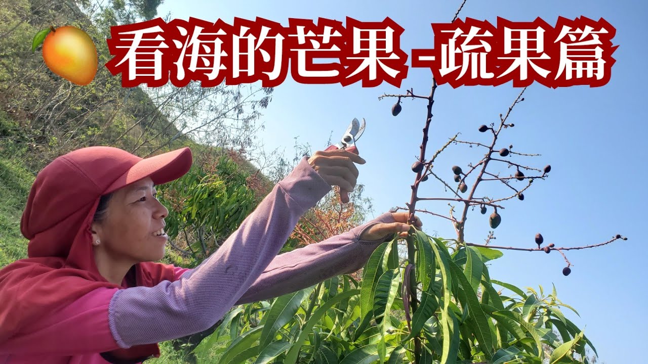 看海的芒果/陳蕙安《芒果疏果篇》