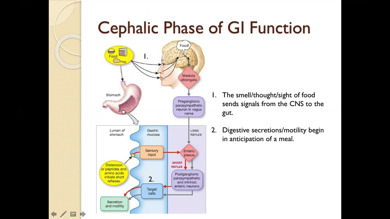 GI Physiology Part 4