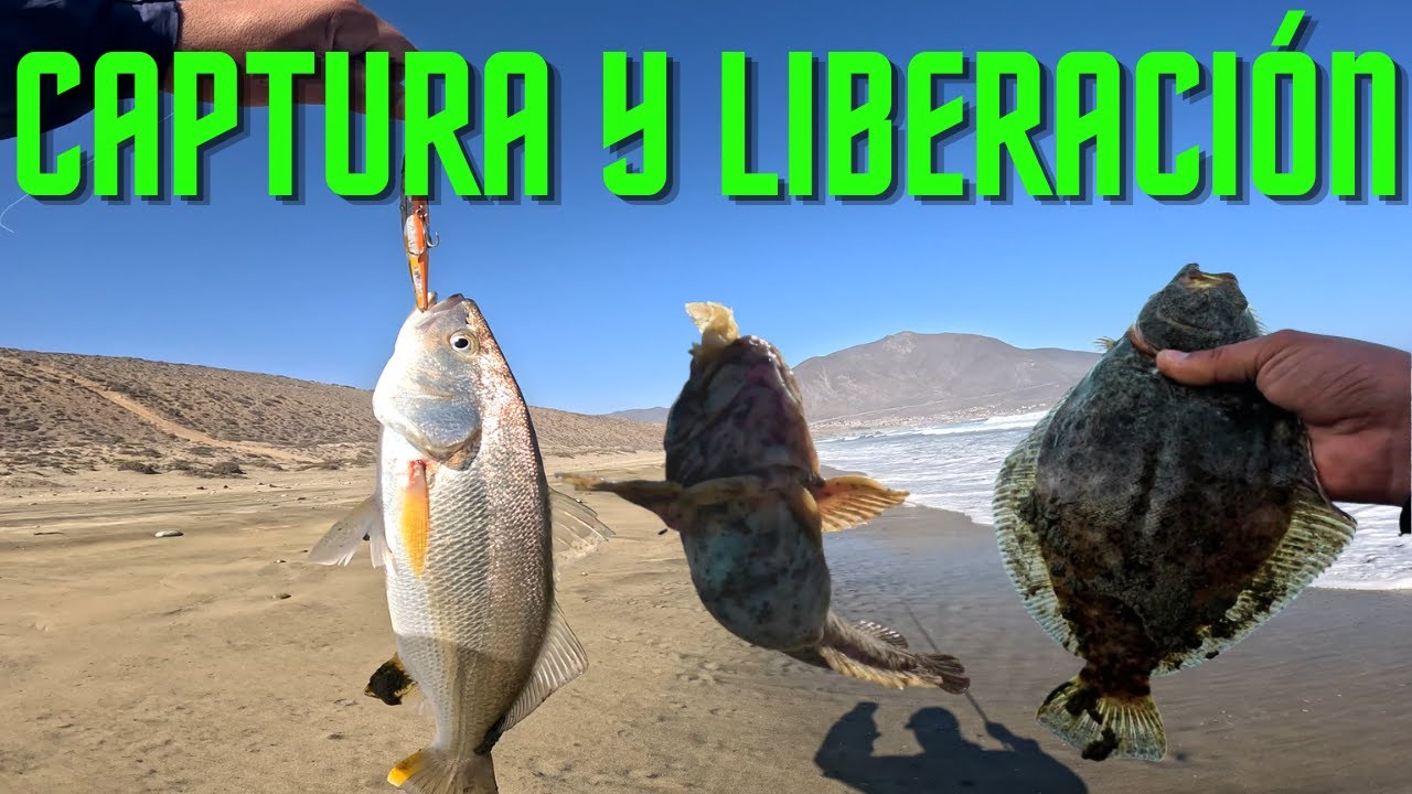 Captura liberación spinning y surfcasting en la misma jornada