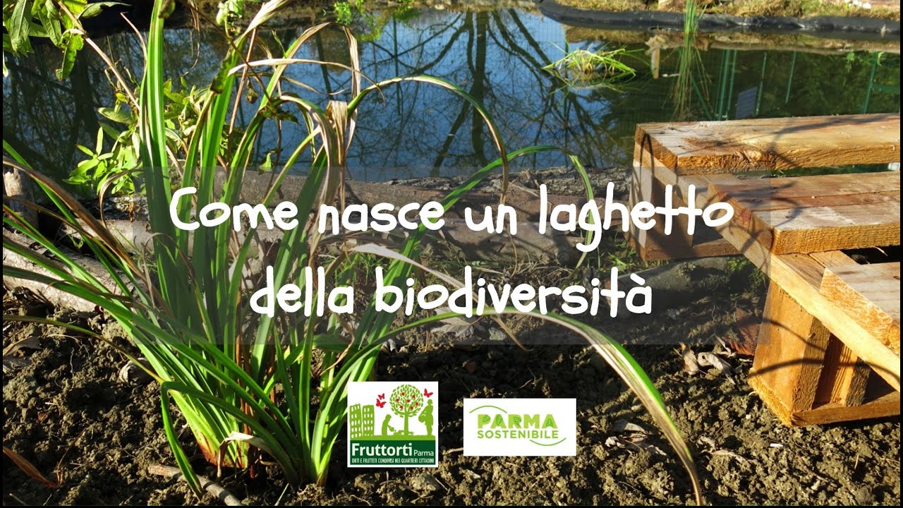Come realizzare un laghetto della biodiversità in modo corretto