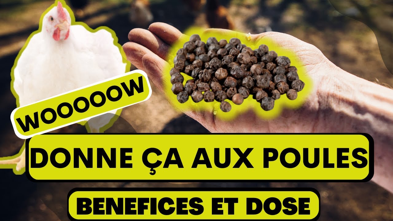 Boostez la Santé de Vos Poules Avec Cette Astuce