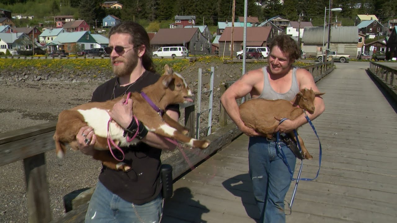 Hauling Goats in the Bush | Alaskan Bush People