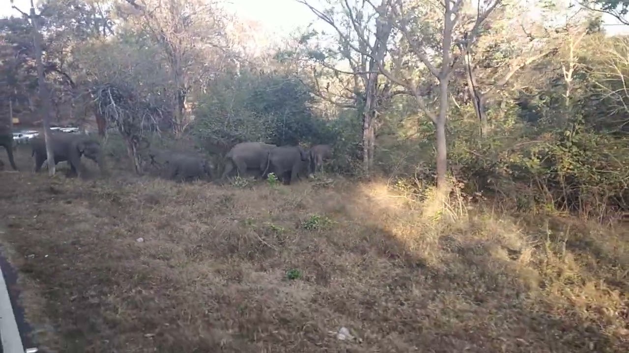 mudhumali wild vlog