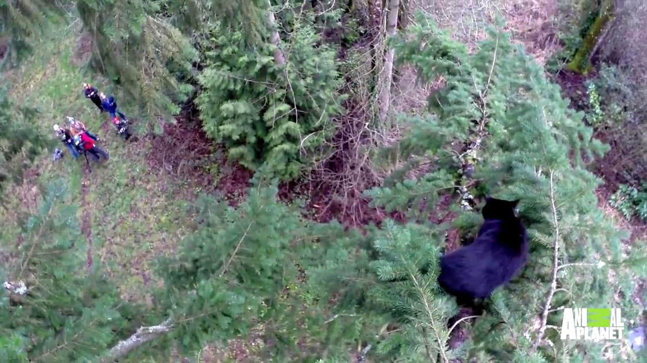 Cat Way Out on a Limb | Treetop Cat Rescue