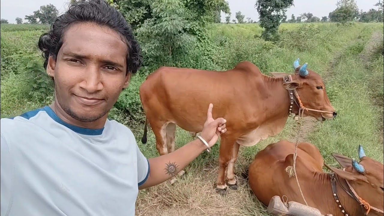 My farm enjoy 
