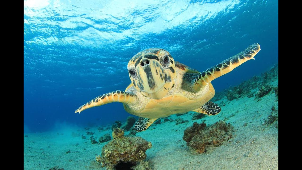 A Turtle's Tale