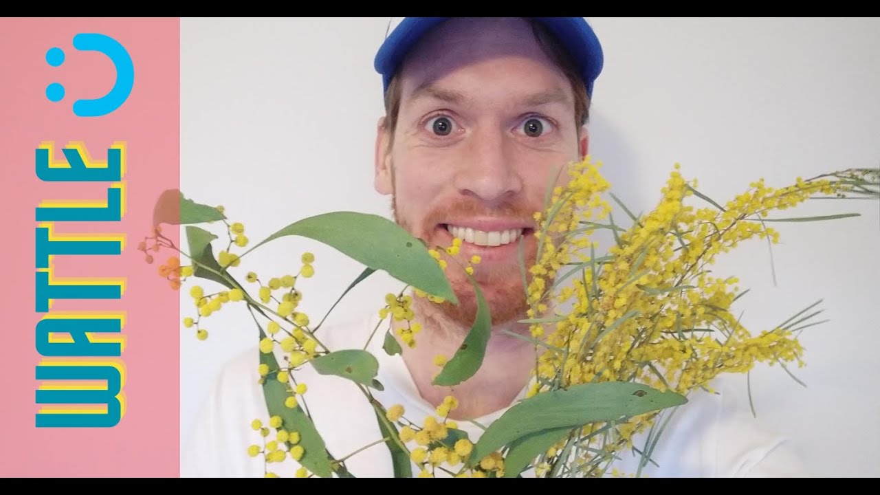 Wattle - Australia's National Flower