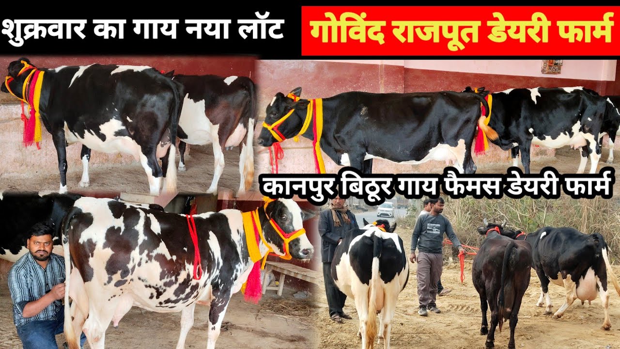 Govind rajput dairy farm bithoor || गोविंद राजपूत डेरी फार्म पर शुक्रवार को गाय भारी भरकम लॉट ||#cow
