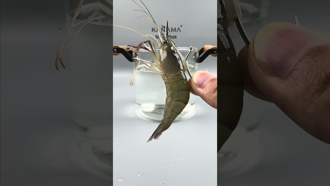 🎣 Kanama Luminous Live Shrimp Hooks - Keep Your Shrimp Lively.#kanama #liveshrimphooks #釣り #fishing