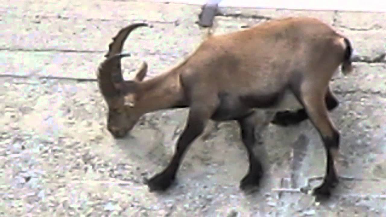 Stambecchi sulla diga di Cingino - Alpine ibex graze on salt on the face of Cingino's dam