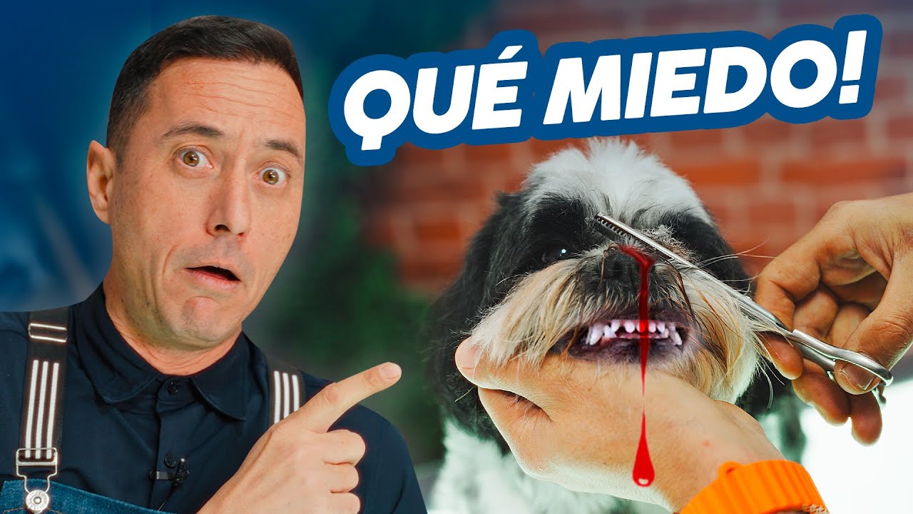LE HICE DA&Ntilde;O a un SHIH TZU y aprend&iacute; ESTO