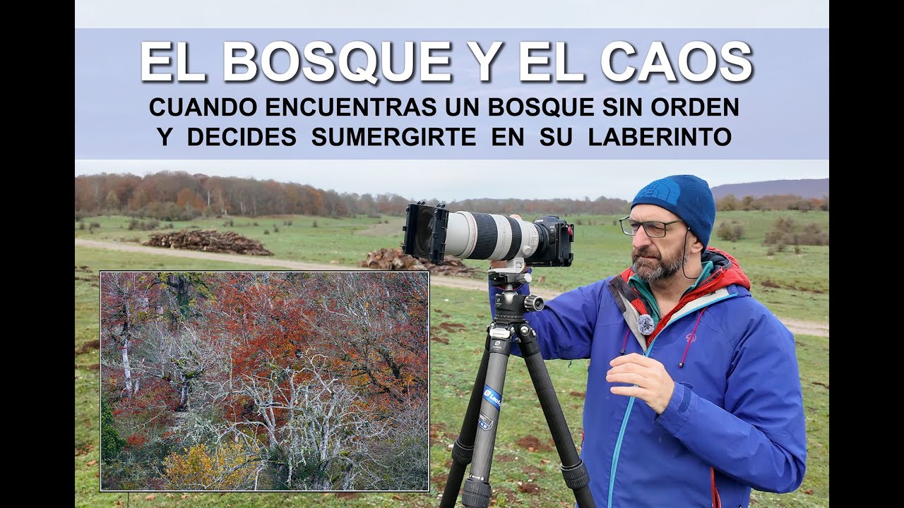 El bosque y el caos