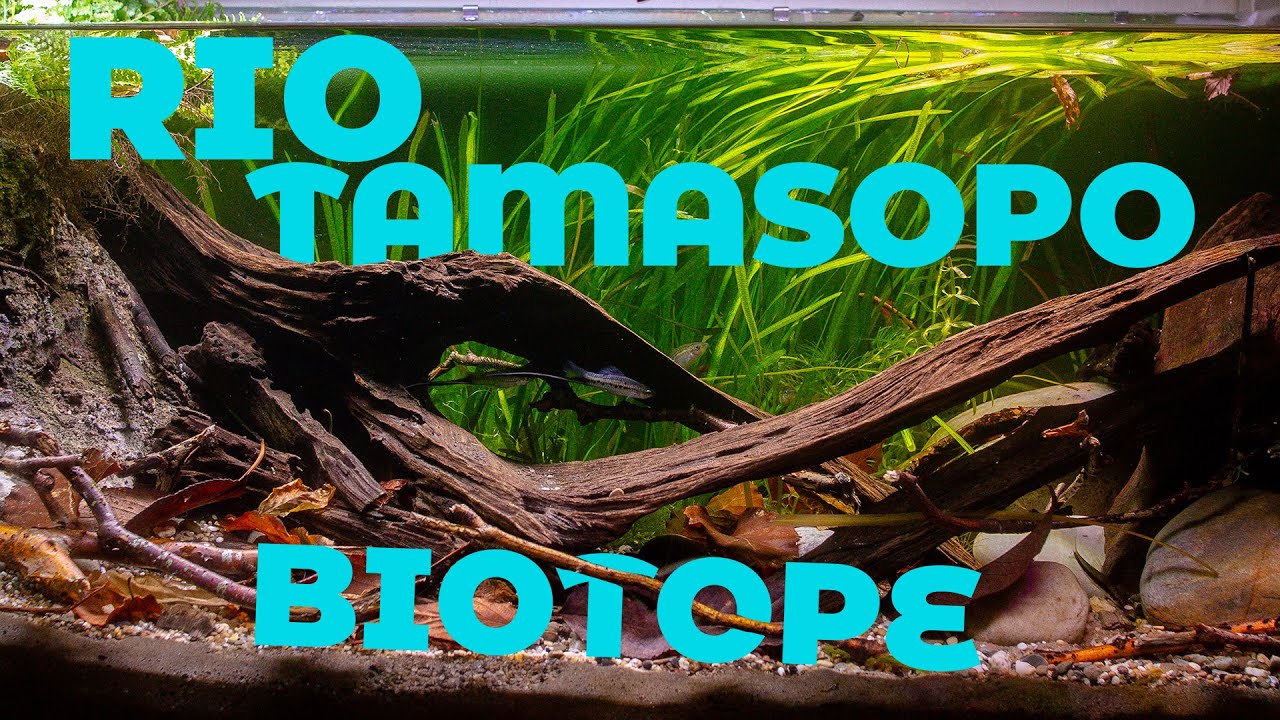 Central American Biotope - Xiphophorus montezumae Sword Tail Aquarium