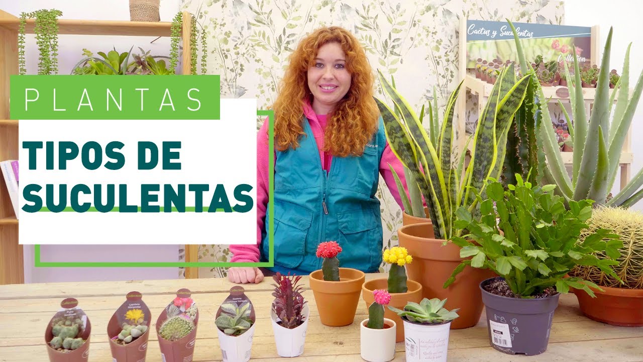 Plantas suculentas: cuidados, tipos y diferencias con crasas y cactus | Plantas en VERDECORA