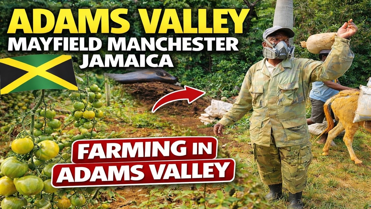 Farming Life in Adams Valley 🇯🇲 | Mayfield Manchester Jamaica