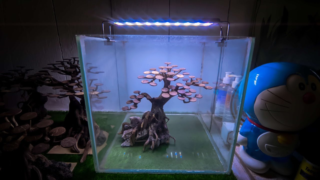 Simple Aquascape Bonsai