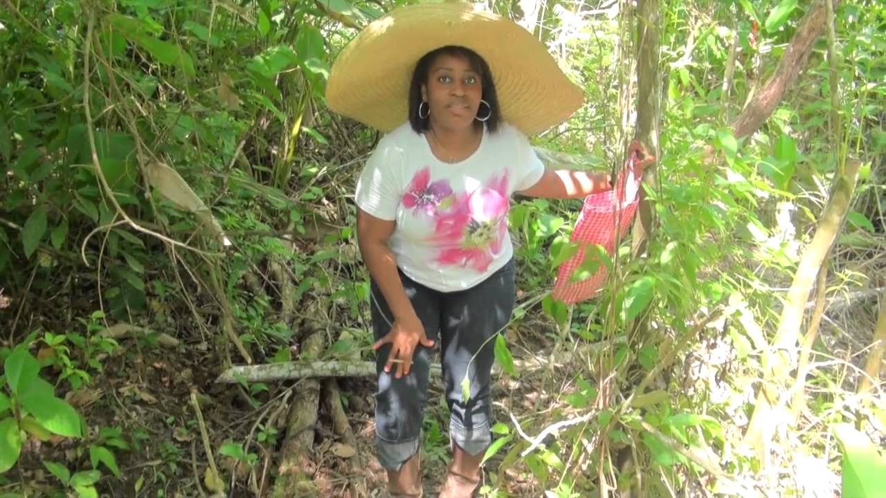 Exploring Trinidad Country Life