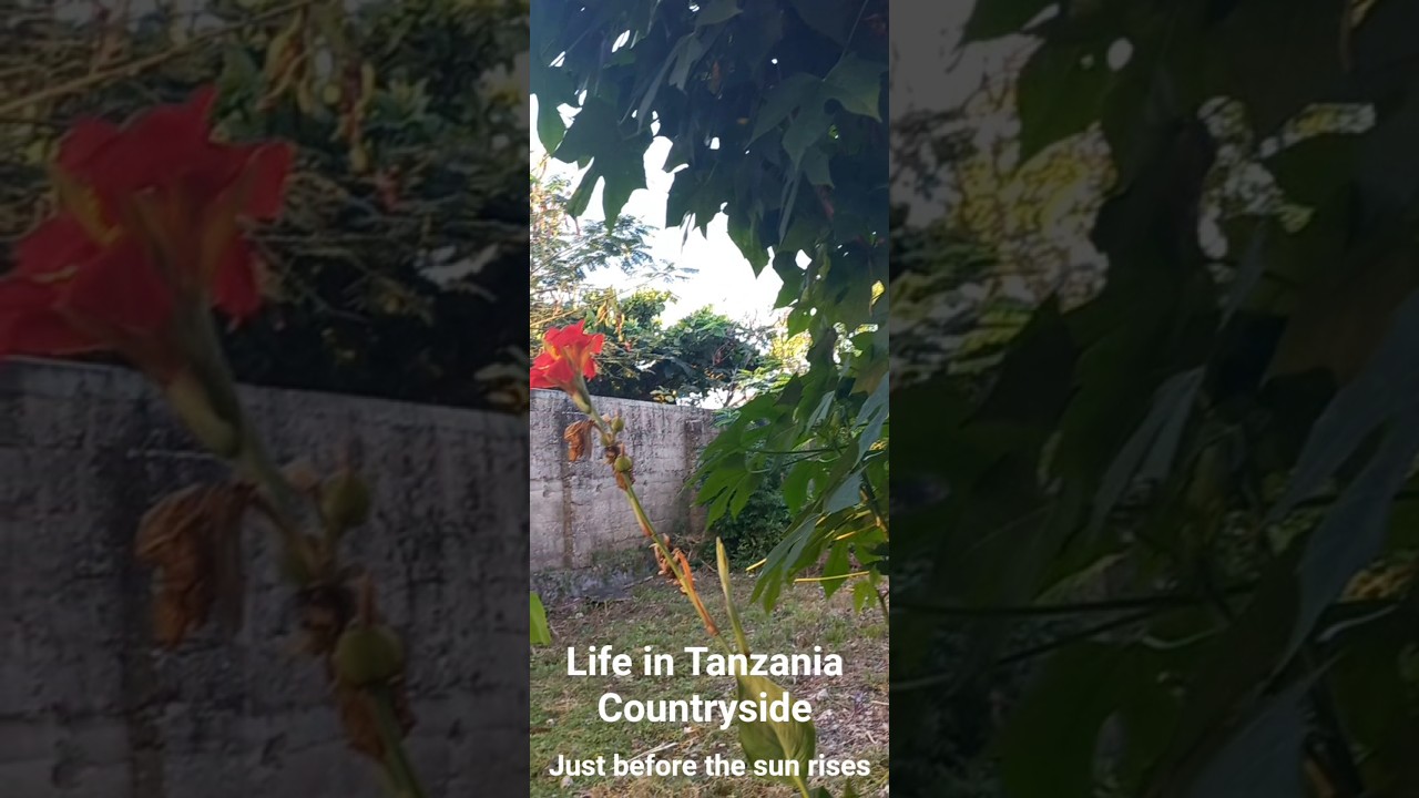 #africavlog #expatlife #countrysidelifevlog #tanzaniavlog #movingtoafrica #quietliving