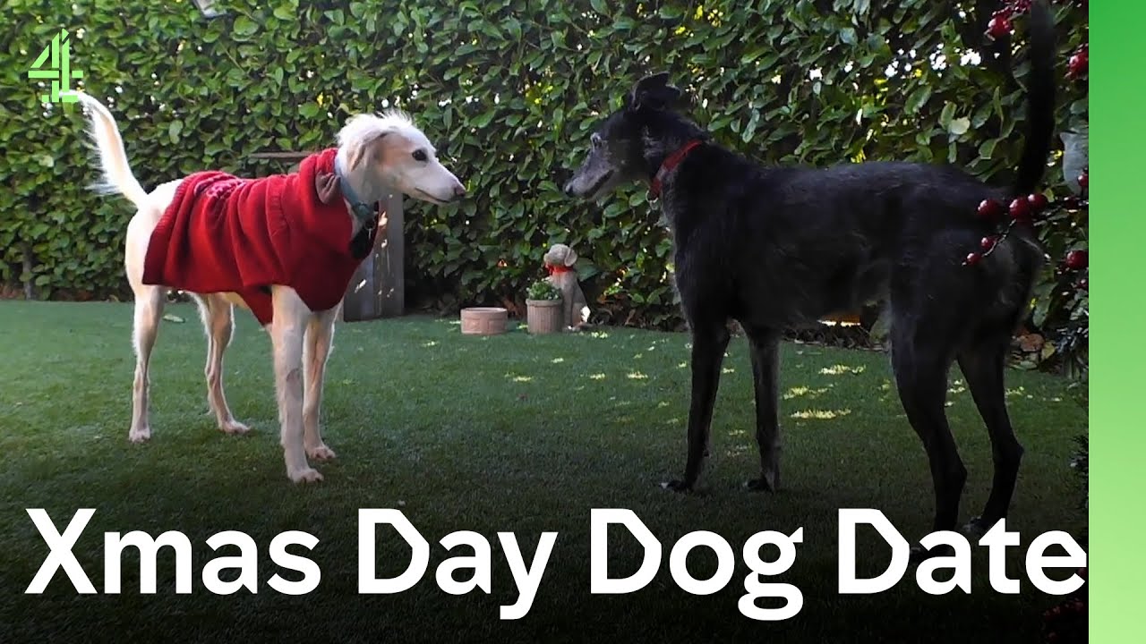 Was it love at first sight when a Saluki met a Lurcher? | The Dog House 🐶 | Dog Stories