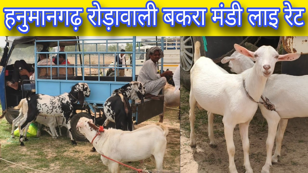 रोडावली हनुमानगढ़ बकरा मंडी रेट  की लाइव अपडेट bakra mandi hanumangarh