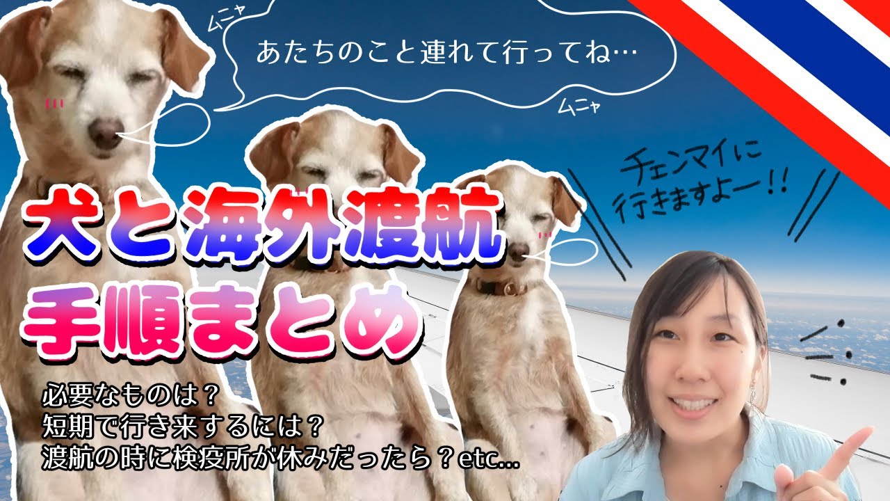 ペットと海外旅行！犬連れで渡航する方法まとめ、行先はタイ！愛犬と一緒に旅しよう