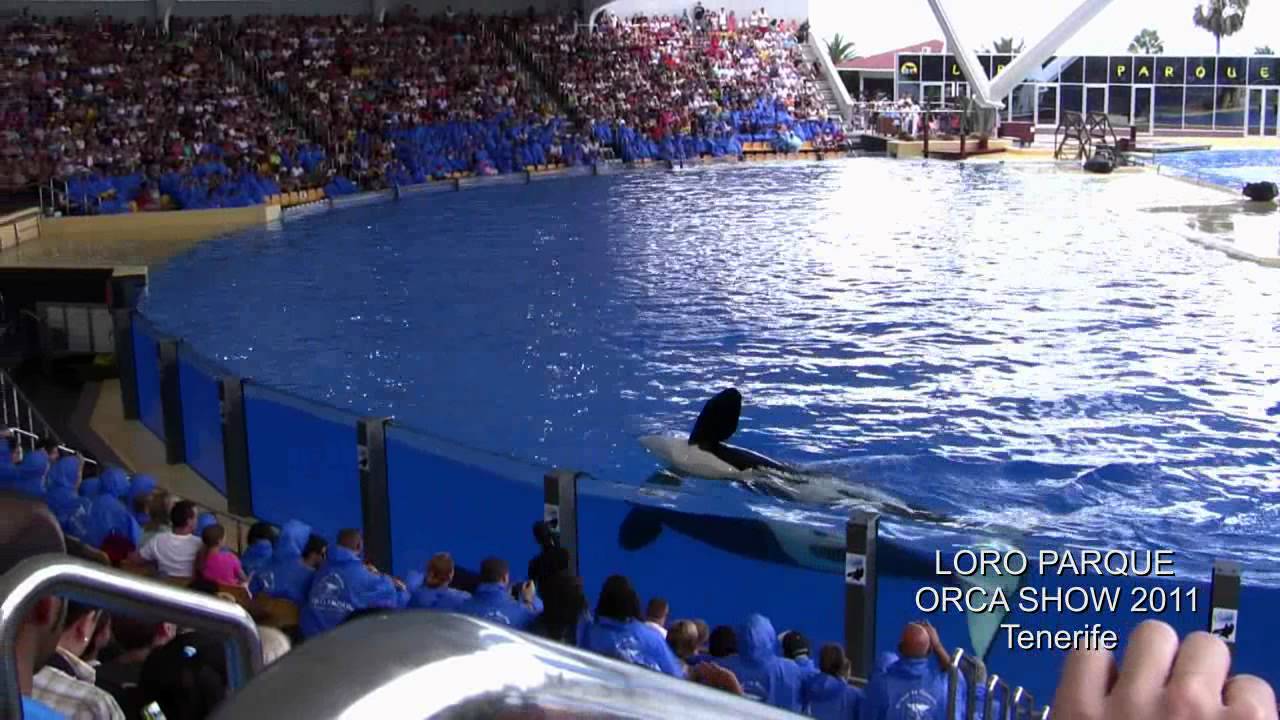 LORO PARQUE Orca Show 2011 Tenerife