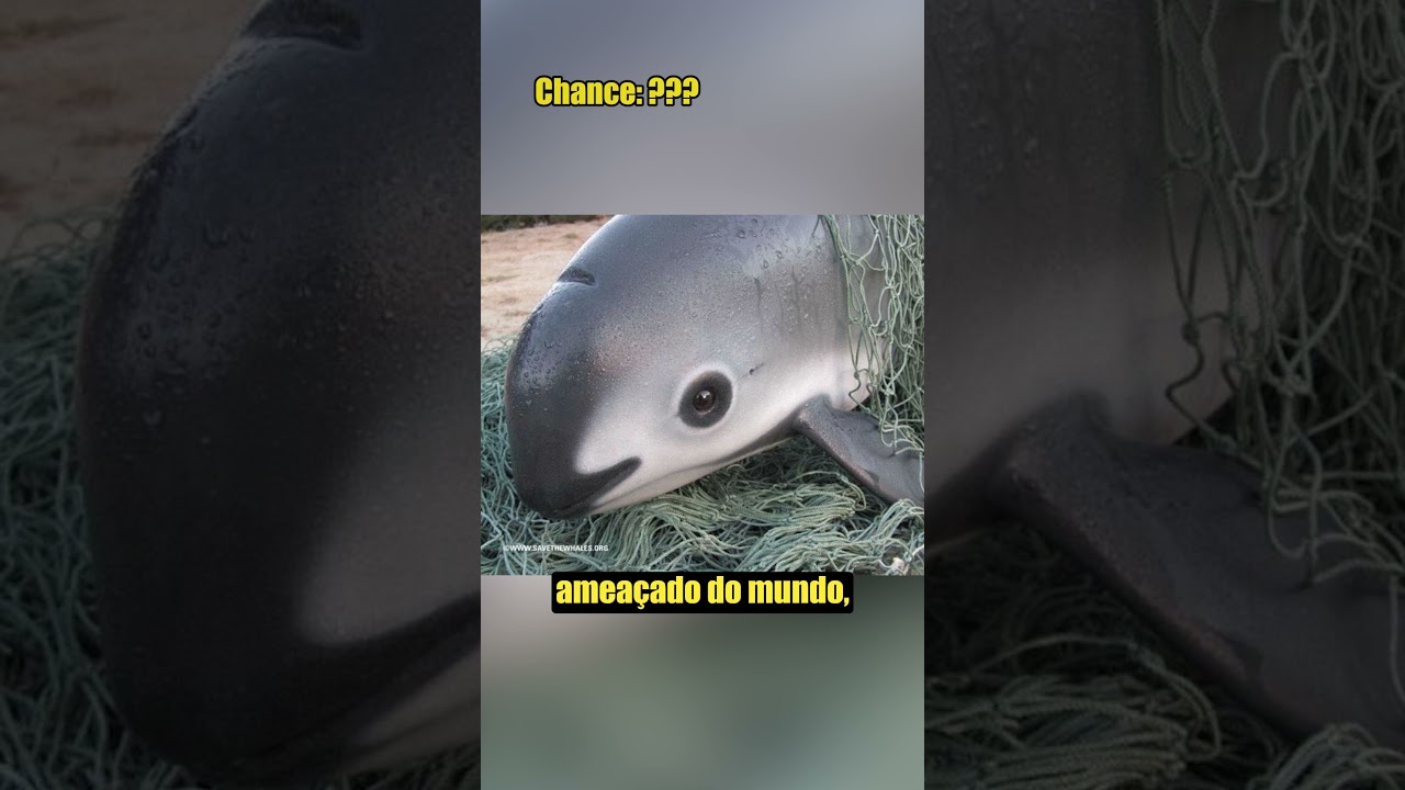 Os Animais Mais Raros do Mundo 🦄