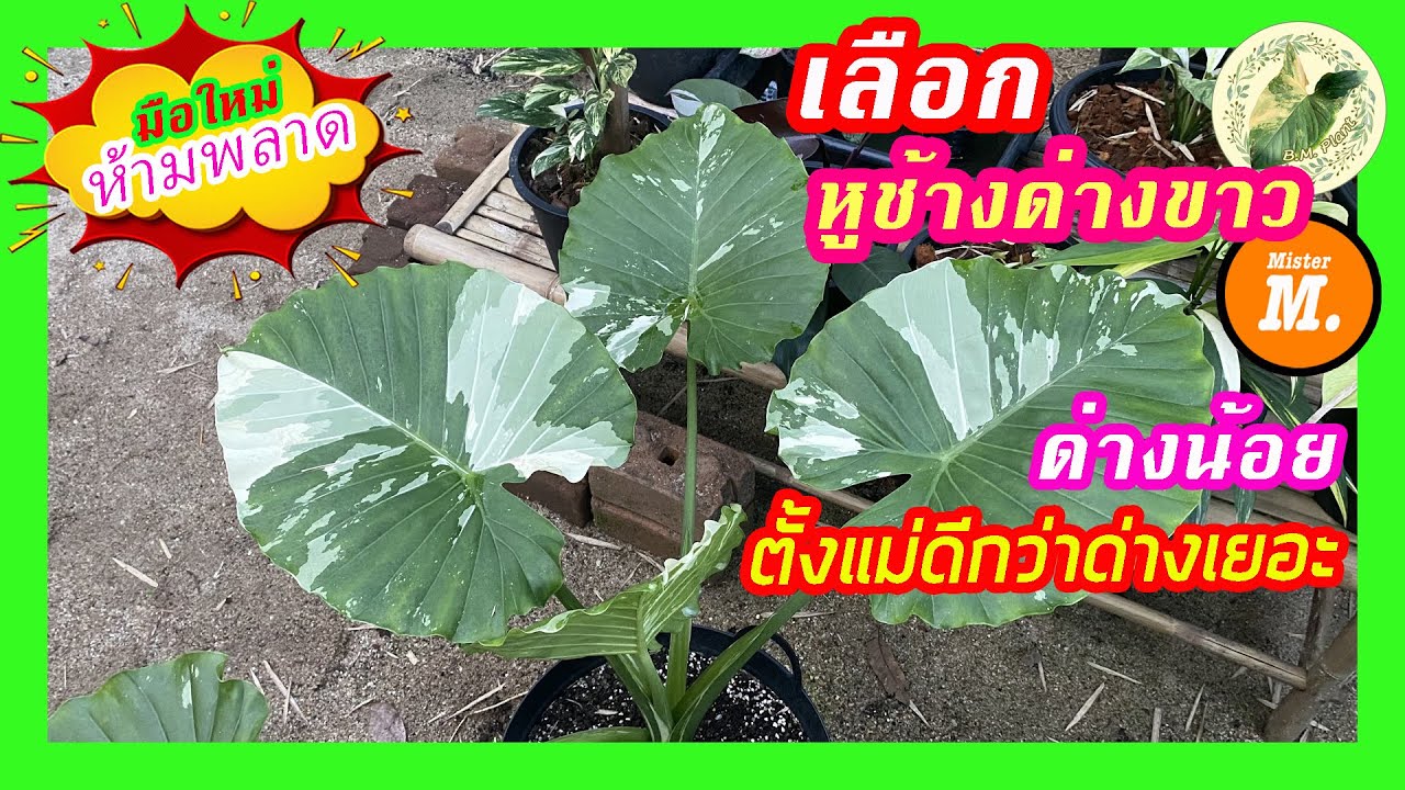 เลือกบอนหูช้างด่างขาว ด่างน้อยๆมาตั้งแม่ดีกว่าด่างเยอะจริงไหม