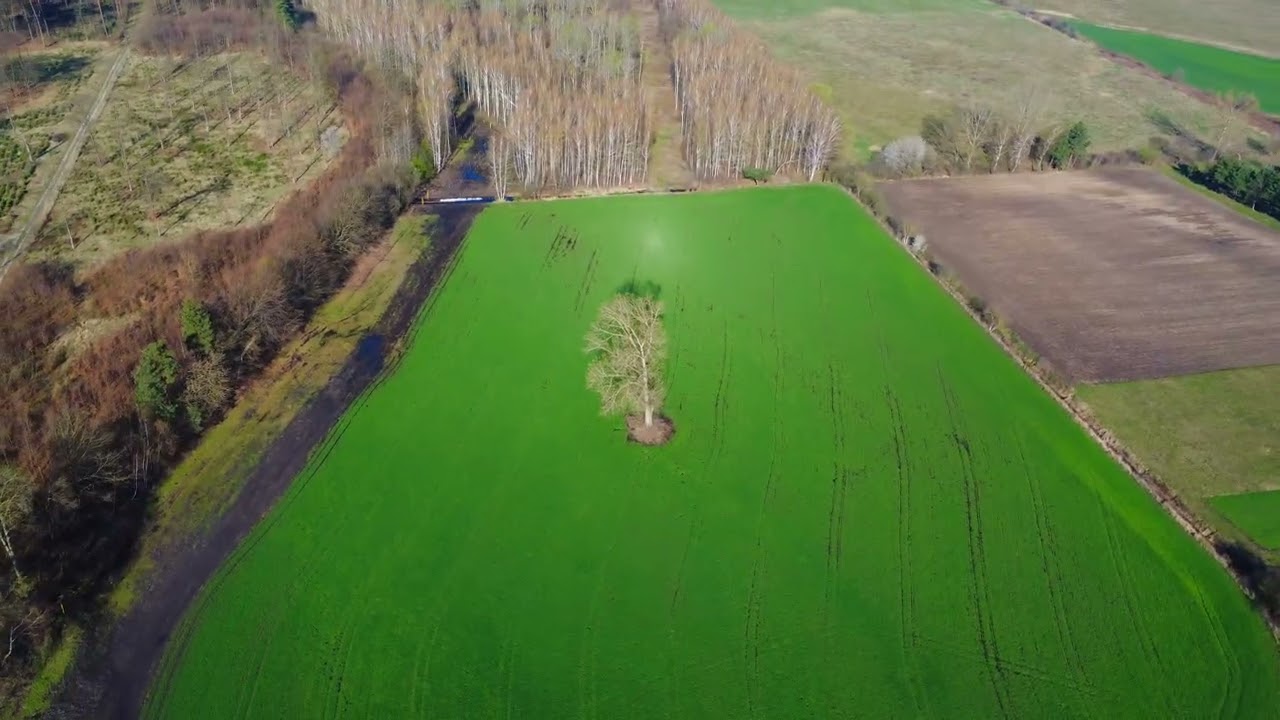 Przychojec wczesną wiosną - Zabłociska - Las