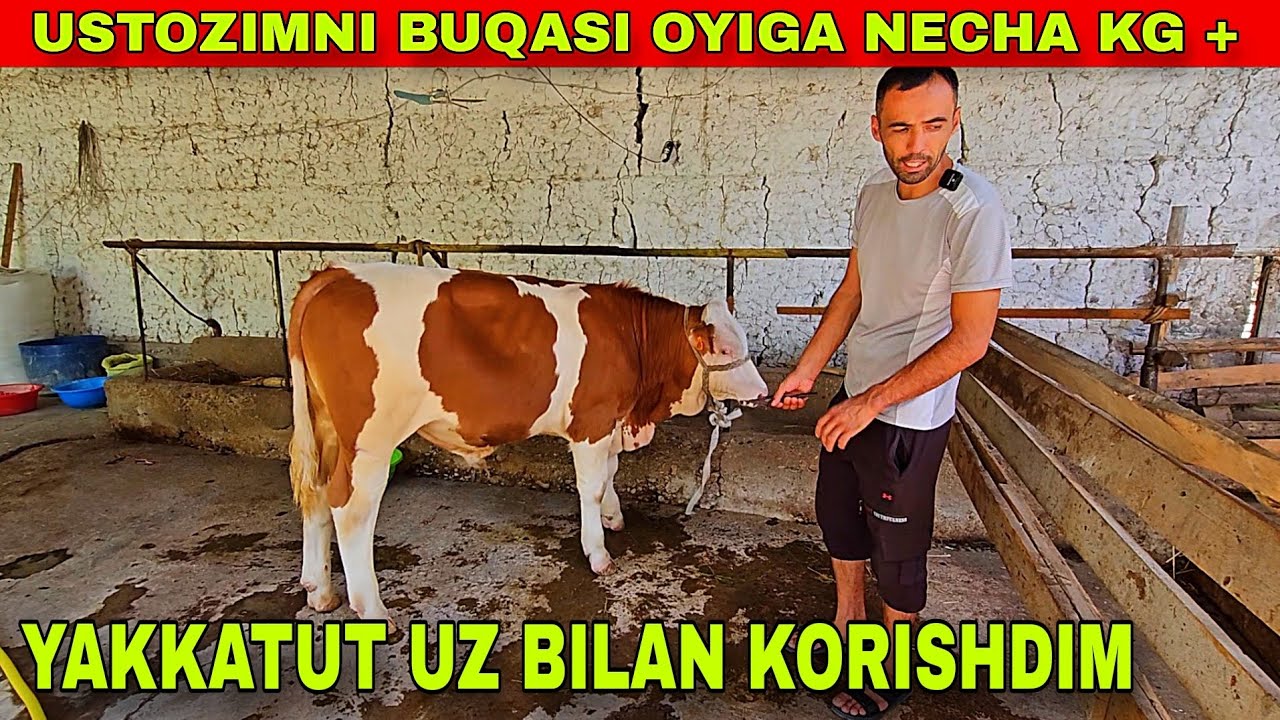 USTOZIMDAN SEMENTAL BOQISH SIRLARI, BILIMLARI , FOYDALARI VA DAROMADLARI XAQIDA ABZOR