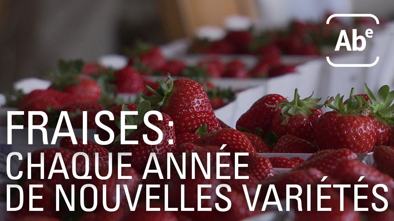 A Bon Entendeur | Fraises : de nouvelles variétés chaque année