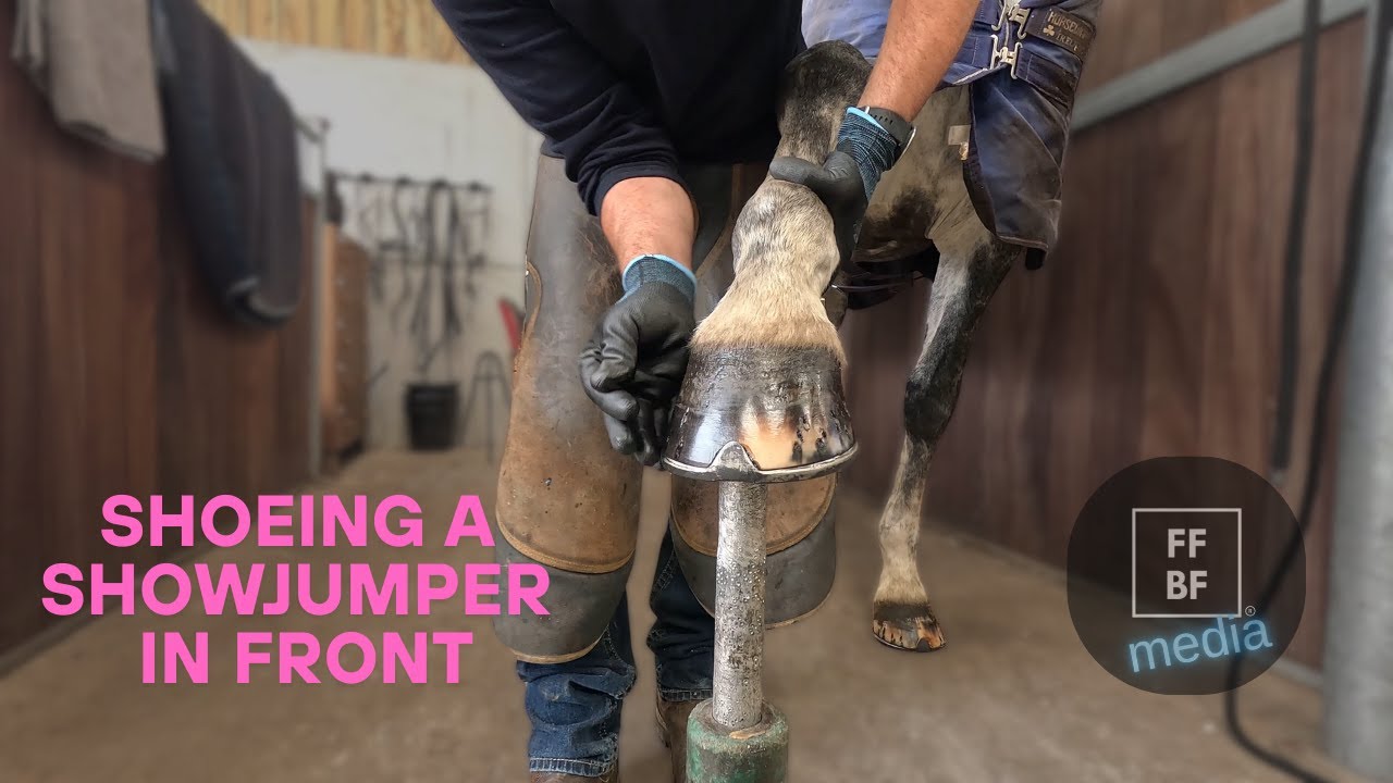 Heidi the german showjumper having front shoes fitted!