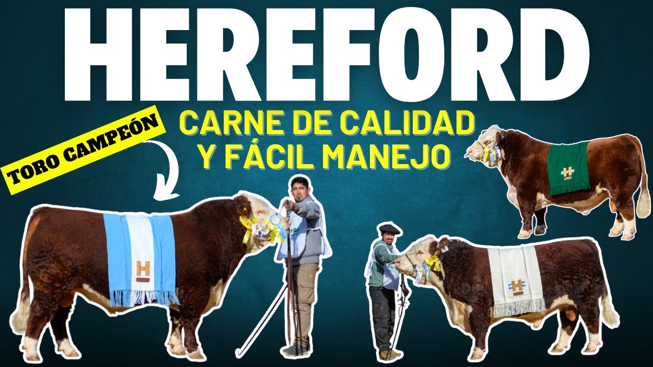 GANADO HEREFORD 🐂 GENÉTICA PARA CARNE DE CALIDAD Y FÁCIL MANEJO ✅ 🥩