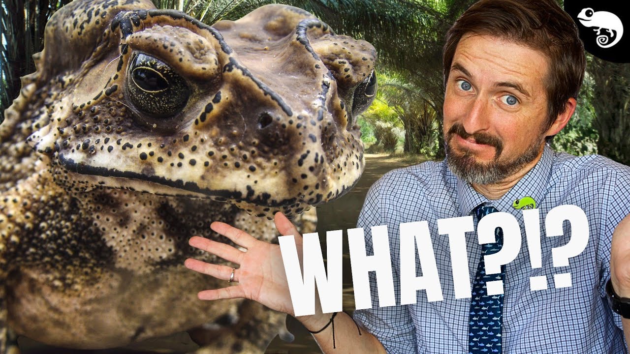 Toads Are Tree Frogs and Nobody Told Me!