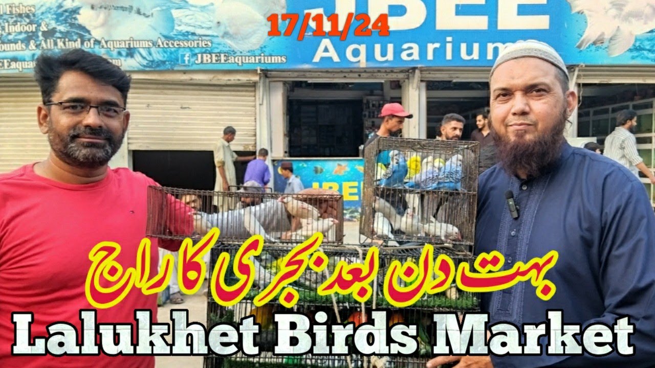 lalukhet sunday birds market 17/11/24| birds rate list 2024 lalukhet birds market 2024|zunair birds