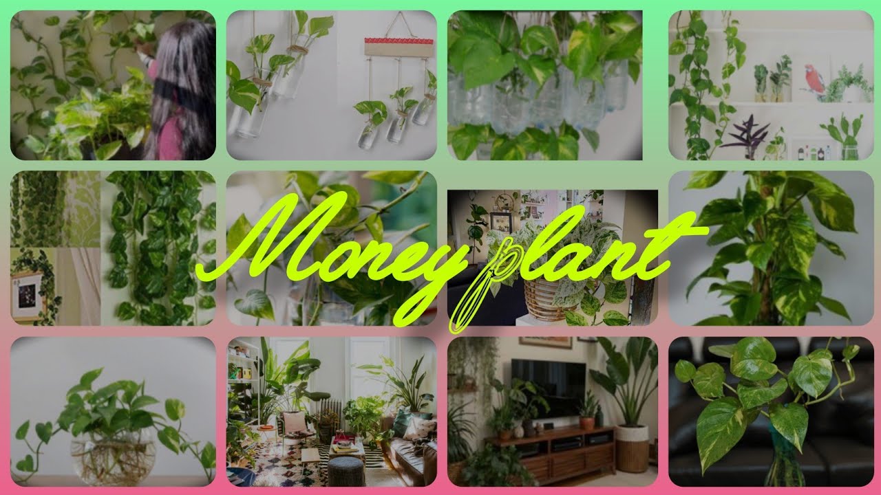 मनी प्लांट में दीजिए ये फ्री की चीज बरगद सा घना होगा Money plant growth hacks|Money plant care