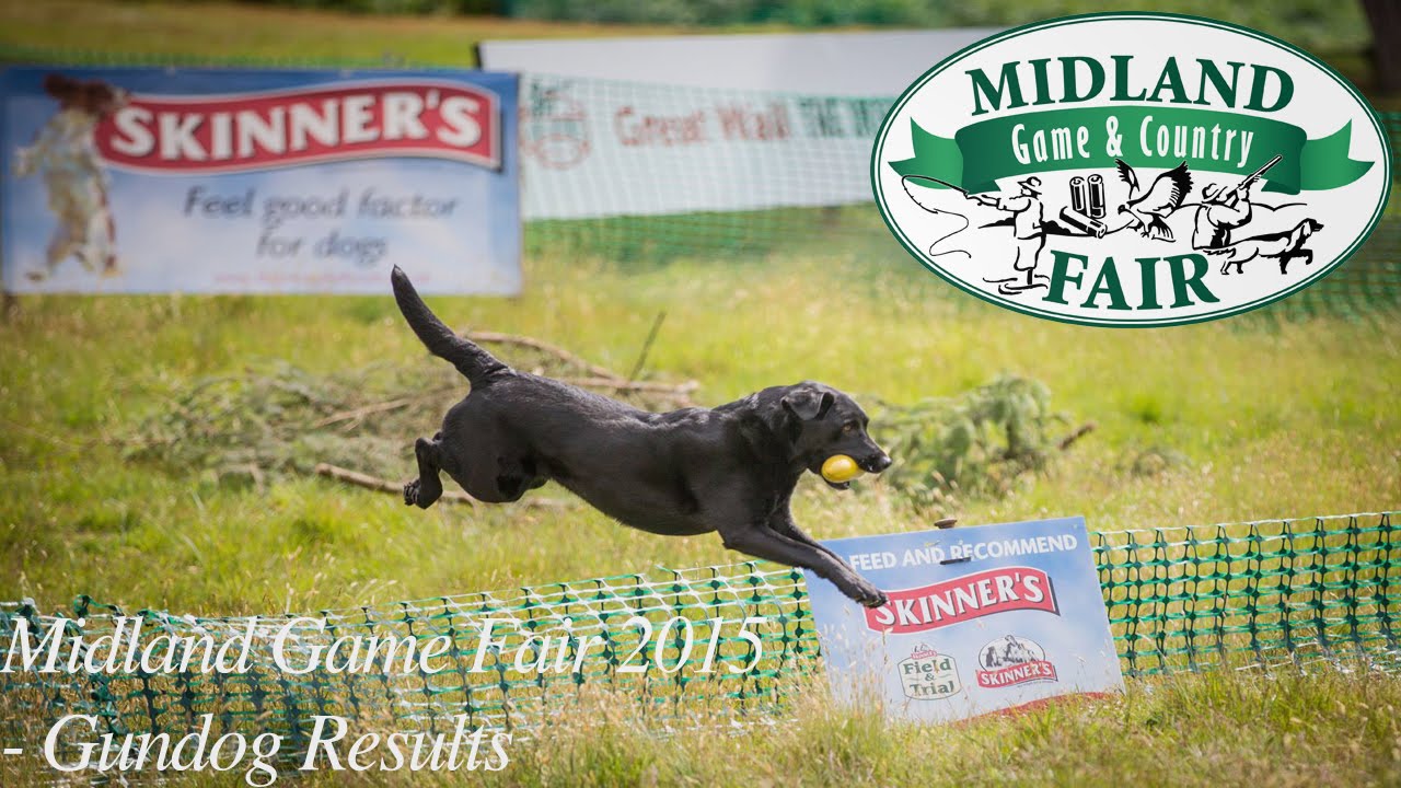 Midland Game Fair 2015 – Great Wall Motor World Series Gundog Championship