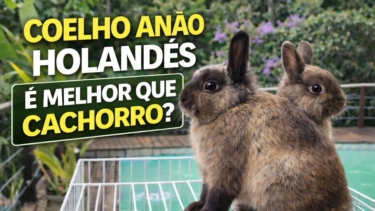 Coelho Anão Holandês, é melhor que cachorro?