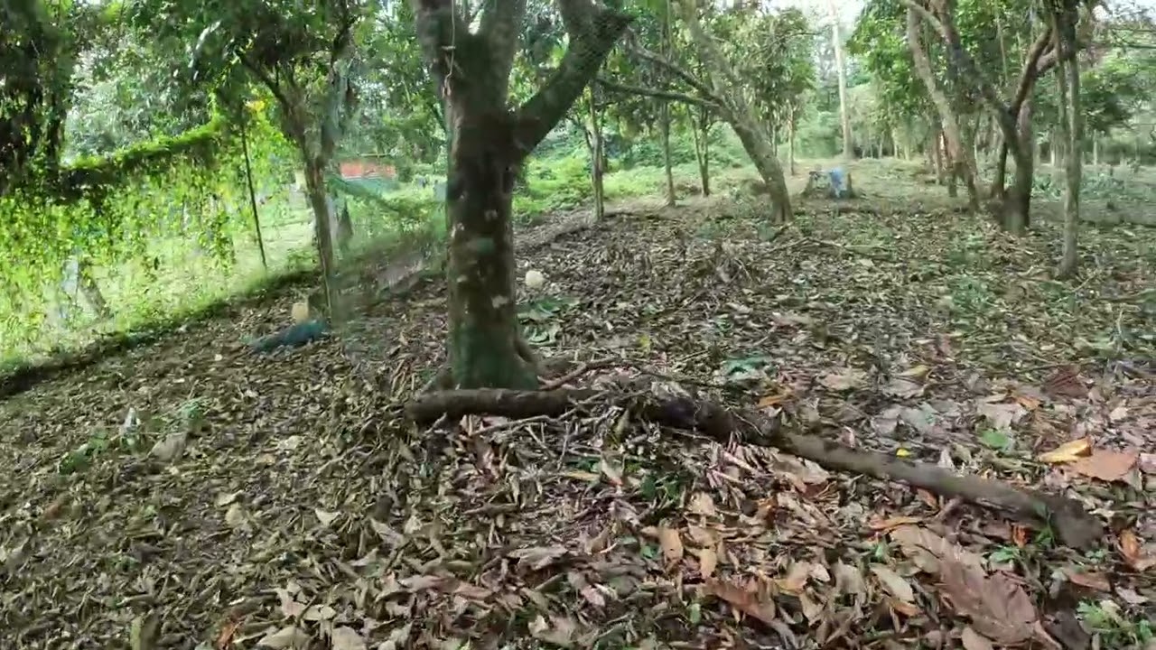 Farm 2