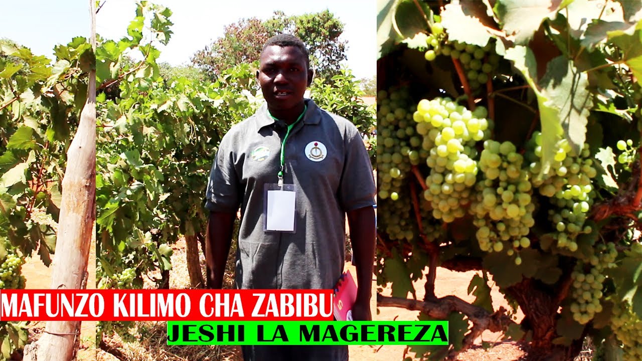MAFUNZO YA KILIMO CHA ZABIBU DODOMA.
