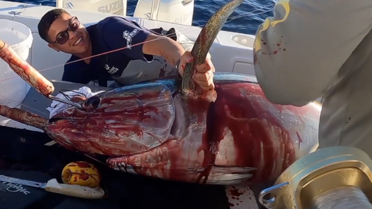 Yellowfin tuna fishing! An exceptional report. Pêche aux thons albacores!Un reportage exceptionnel.