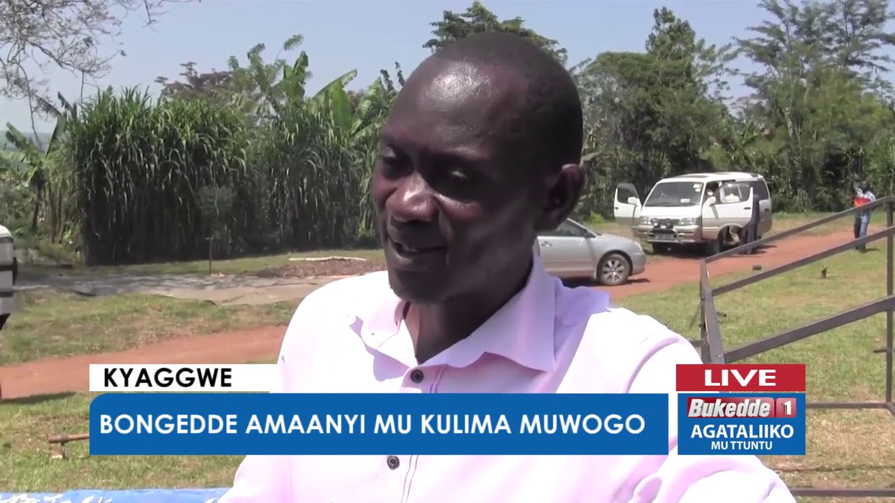 Ttuntu:     Bongedde amaanyi mu kulima Muwogo e Kyaggwe.