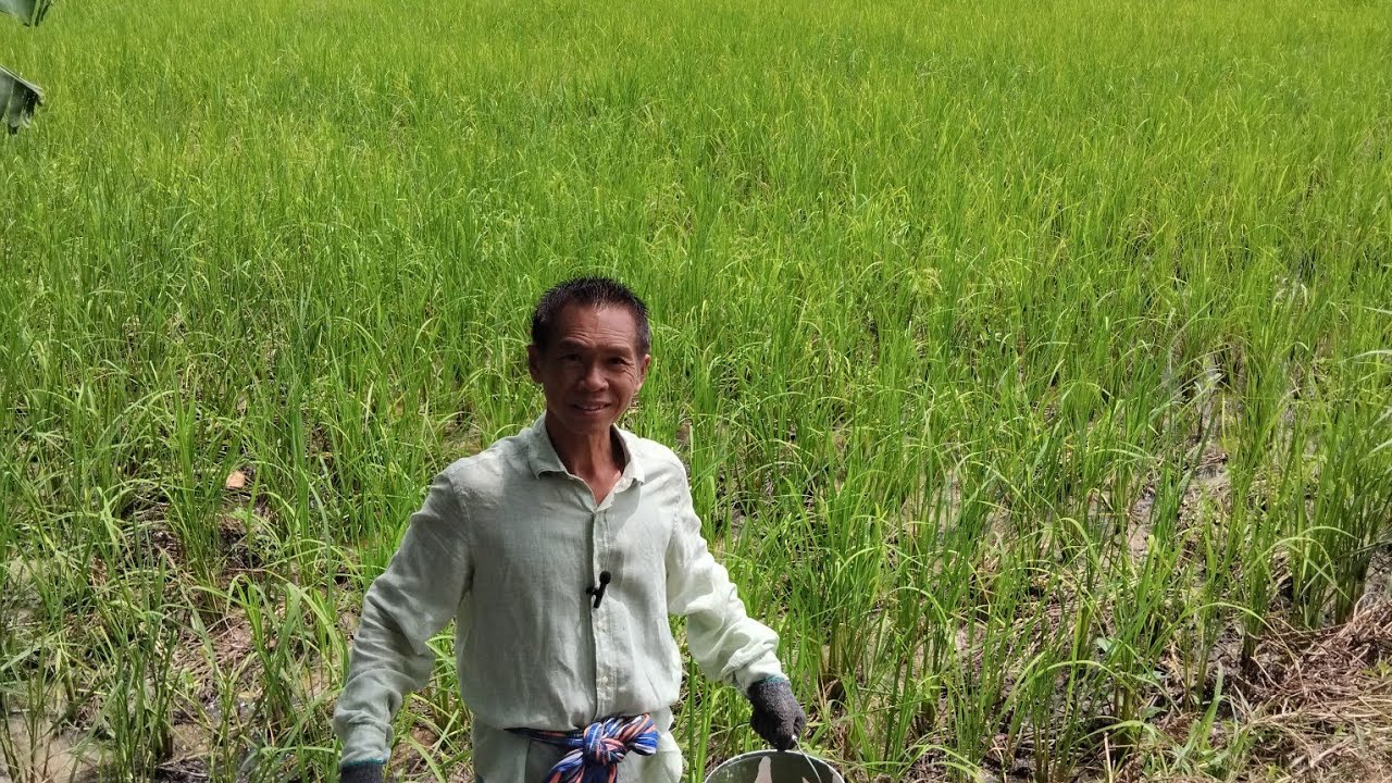 ปลูกข้าวที่มีน้ำขังกับไม่มีน้ำขังอย่างไหนดีกว่ากัน #สวนอมรกาญจน์ 